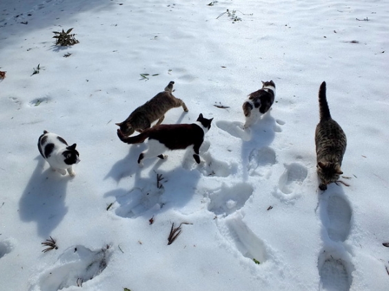 猫画像｜雪上運動会？