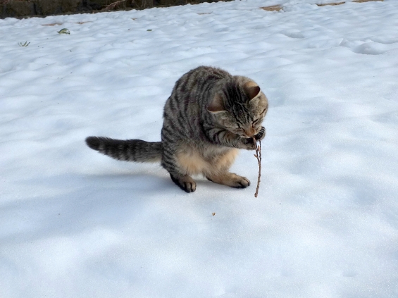 猫画像｜雪の上で。