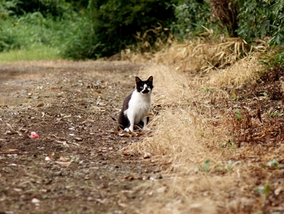 猫画像｜イケメン