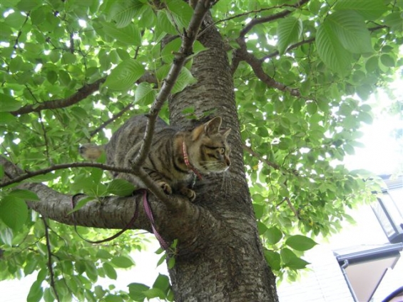 猫画像｜さくらの木に登った『たろ』