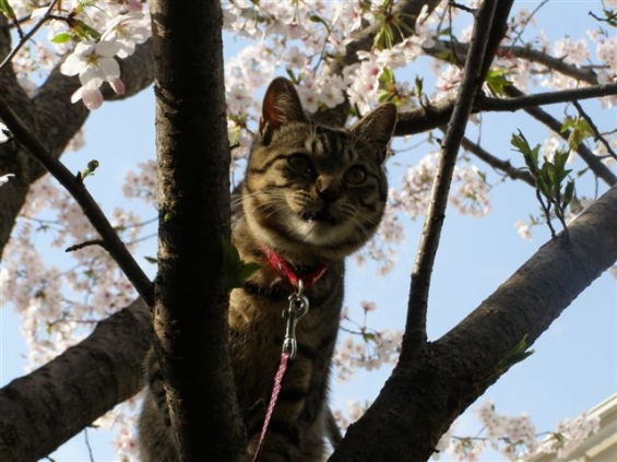 猫画像｜季節はずれですが花見をしている『たろ』