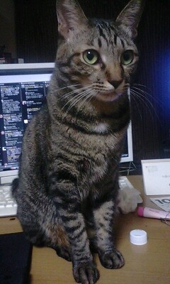 猫画像｜キーボードには触らせんよ…