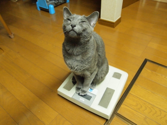 猫画像｜恐怖の体重測定