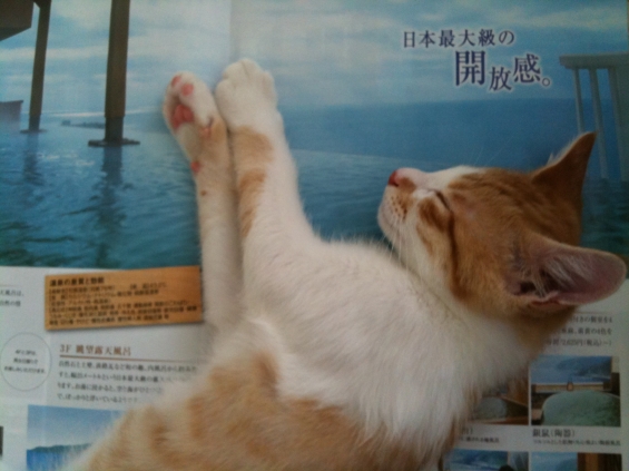 猫画像｜日本最大級の開放感♪
