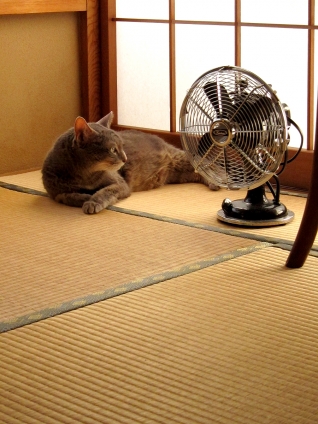 猫画像｜夏の終わり