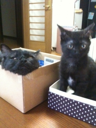 猫画像｜小さい箱と大きい箱