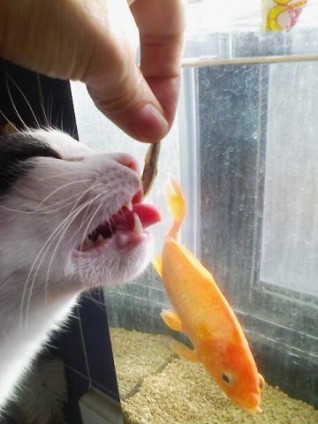 猫画像｜生きた魚はご提供しておりません。