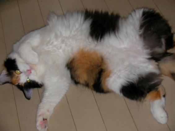 猫画像｜ニャンドル鞠子の恥ずかしい写真流出！