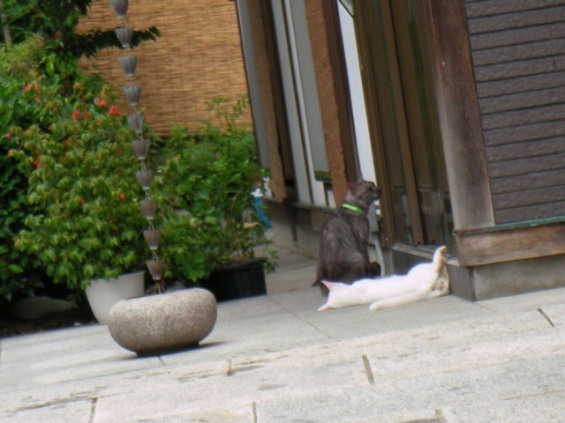 猫画像｜お寺の庫裏でごろり。