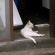 松島の魚屋さんの猫です。