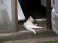 松島の魚屋さんの猫です。