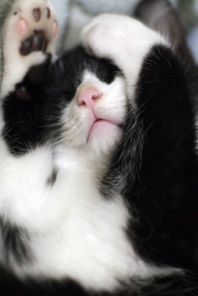 猫画像｜眠いニャ