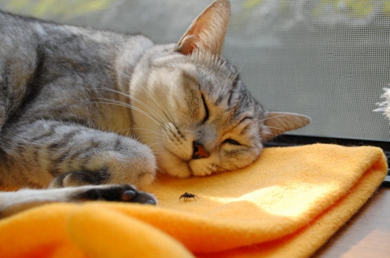 猫画像｜寝たフリにご用心！