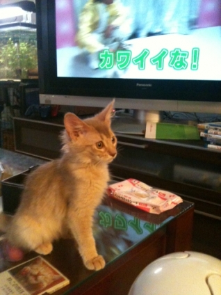 猫画像｜キセキ