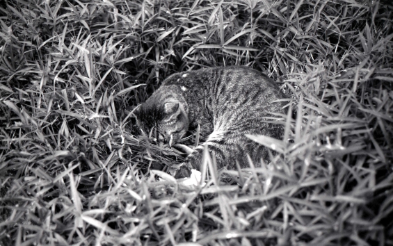 猫画像｜草むらベッド