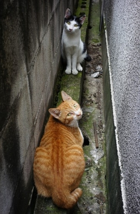 猫画像｜キナコとアンコのすきま