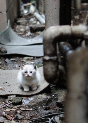 猫画像｜すきまのニューフェイス