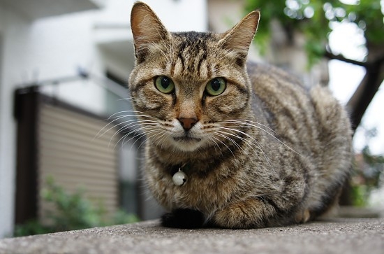 猫画像｜高円寺の猫