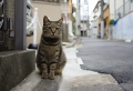 高円寺の猫