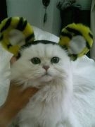 猫画像｜関西猫は、もちろん阪神ファンやろニャ！