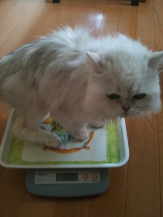 猫画像｜毎日の体重測定