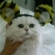 猫画像｜関西猫は、もちろん阪神ファンやろニャ！