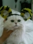 関西猫は、もちろん阪神ファンやろニャ！