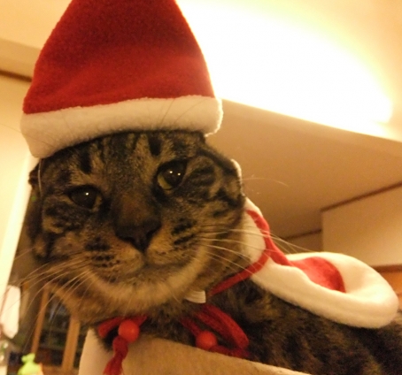 猫画像｜メリークリスマス！！　微妙。。。