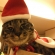 猫画像｜メリークリスマス！！　微妙。。。