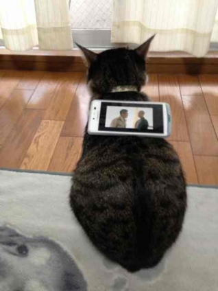 猫画像｜テレビ台