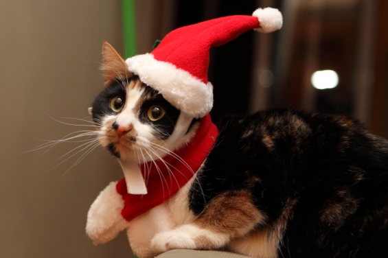 猫画像｜メリークリスマス