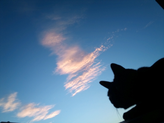 猫画像｜ピンクの雲