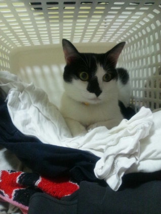 猫画像｜洗濯物が好きにゃ。