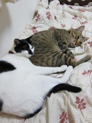 猫画像｜おちり枕にゃver1