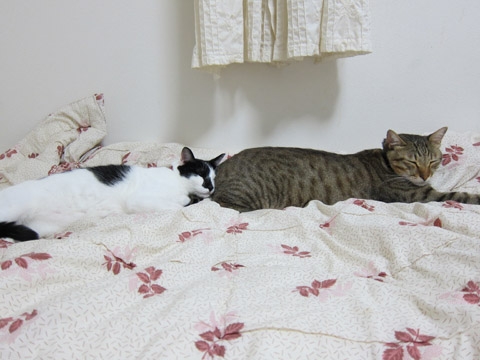 猫画像｜おちり枕にゃver2