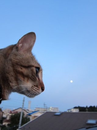 猫画像｜ある、満月の日・・・