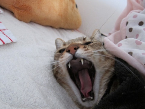 猫画像｜眠ーーーーい！！寒ーーい！！