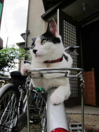 猫画像｜自転車の荷台〜♪