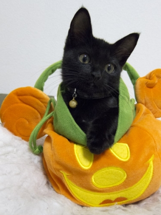 猫画像｜Happy Halloween