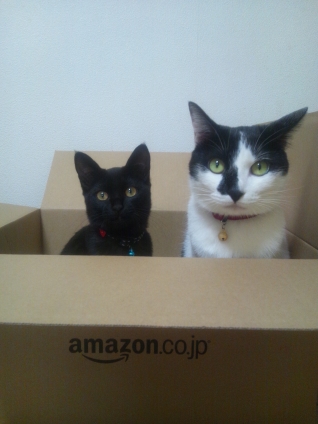 猫画像｜我々は箱が好きにゃ！