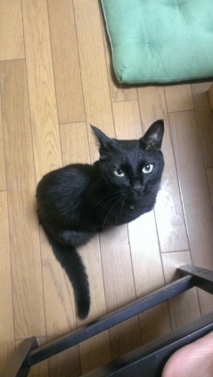 猫画像｜黒猫感謝DAY!