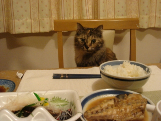 猫画像｜ご飯～♪
