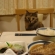 猫画像｜ご飯～♪
