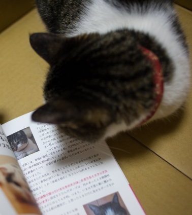 猫画像｜出版記念