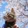 猫画像｜小太朗と桜