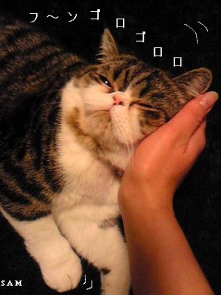 猫画像｜フーン　ゴロゴロ
