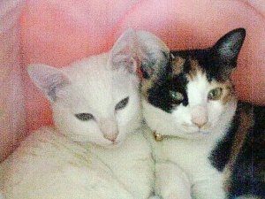 猫画像｜姉妹一緒（2000.11.30）
