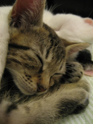 猫画像｜あにきと眠る麦太郎