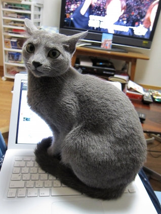 猫画像｜パソコンよりテレビよりボクを見て