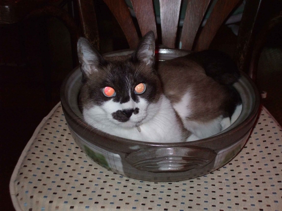 猫画像｜シュウ猫鍋